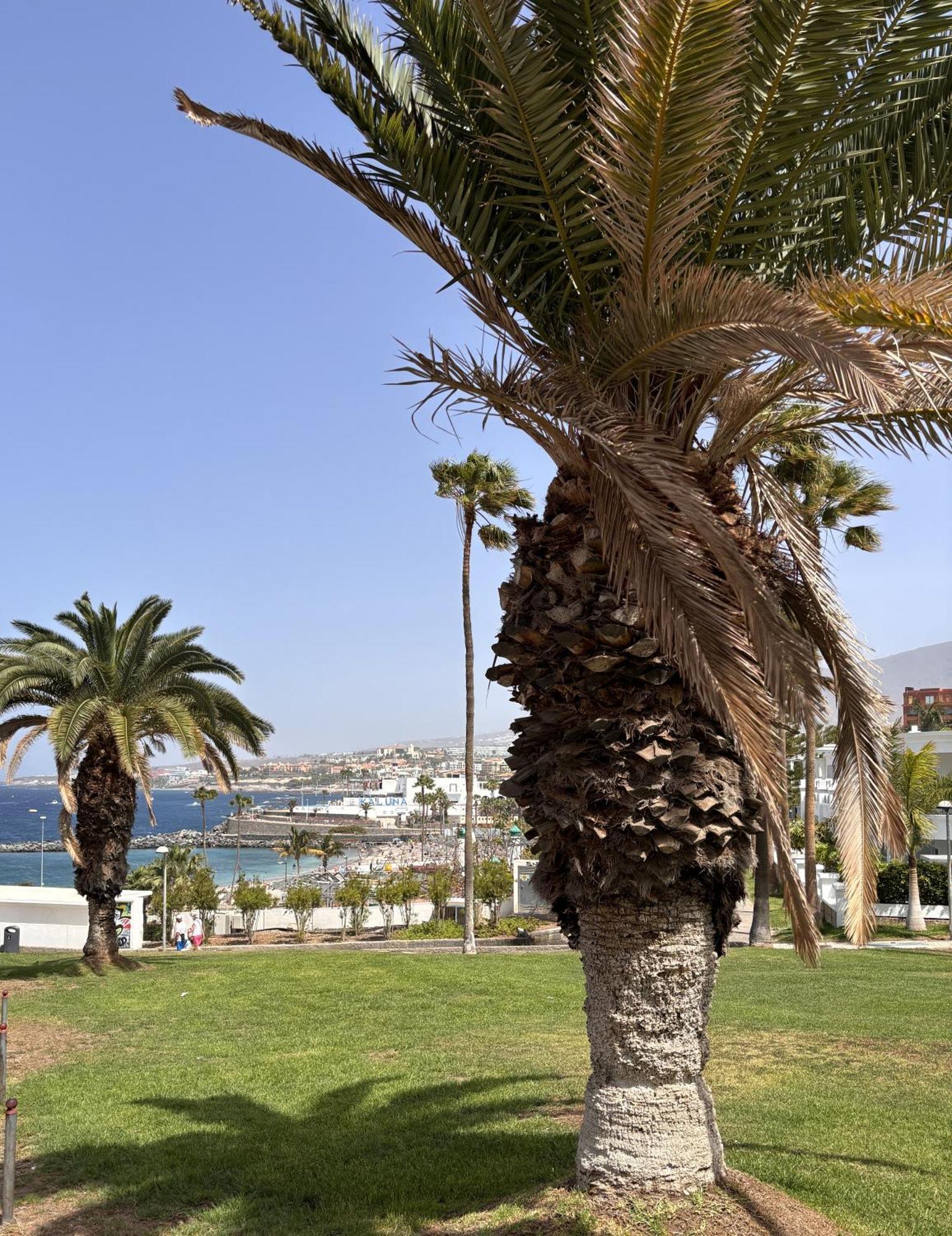 Ocean View Near The Beach Costa Adeje Екстериор снимка